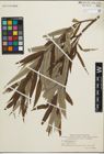 Foto von Salix pet-susu Kimura